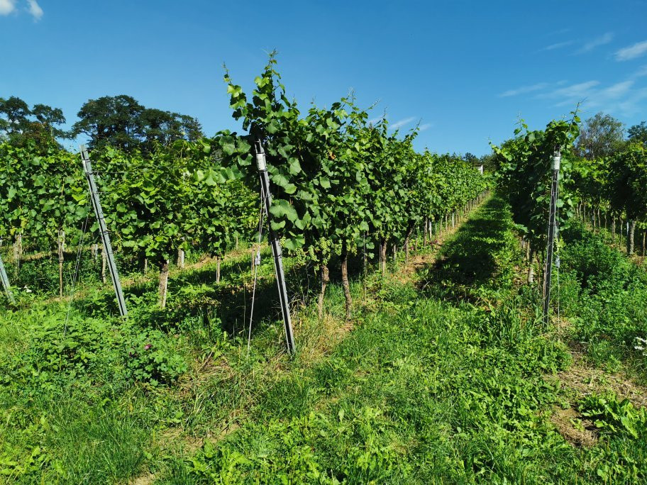 Staatsweingut Freiburg-佛莱堡必去景点