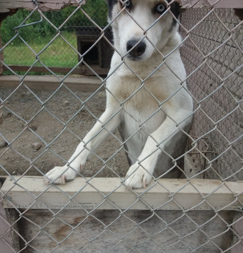 Vuokatti Safaris-Vuokatti必去景点