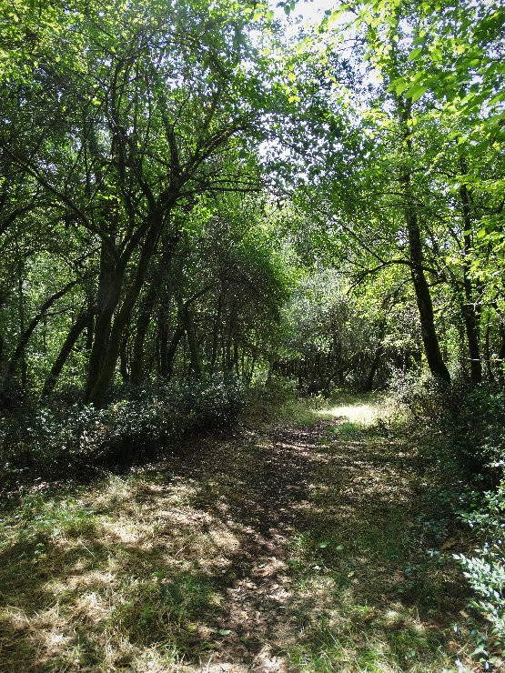 Foret Domaniale de Gresigne景点图片