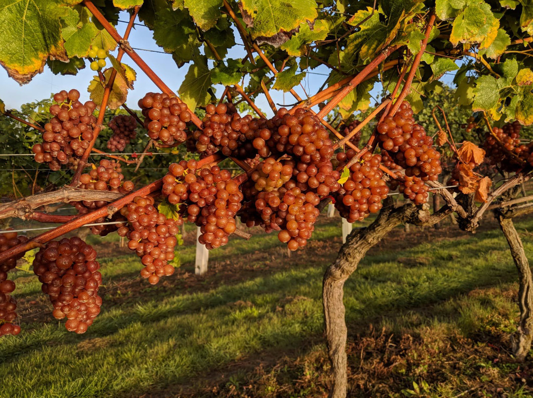 Biddenden Vineyards景点图片