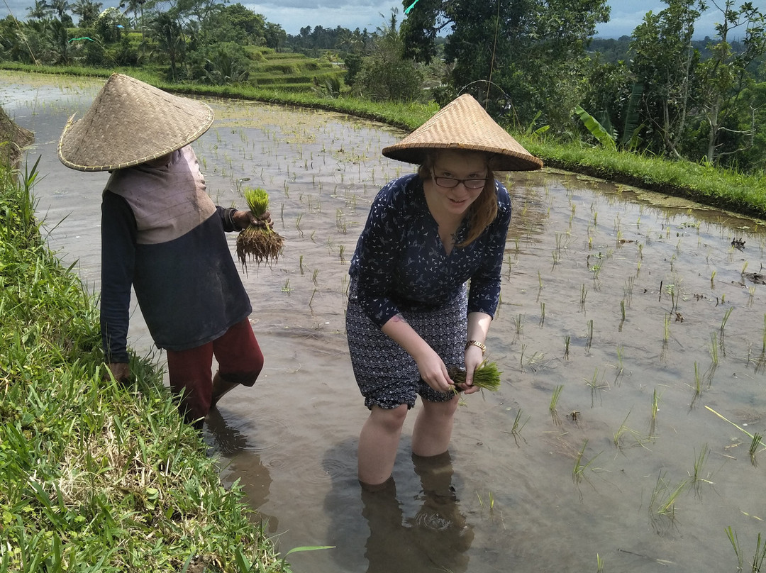 Jatiharum Luwak Coffee Plantation-Penebel必去景点