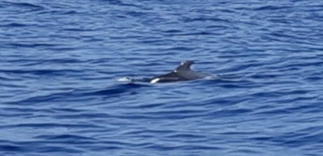 Kailani Whale Watching景点图片