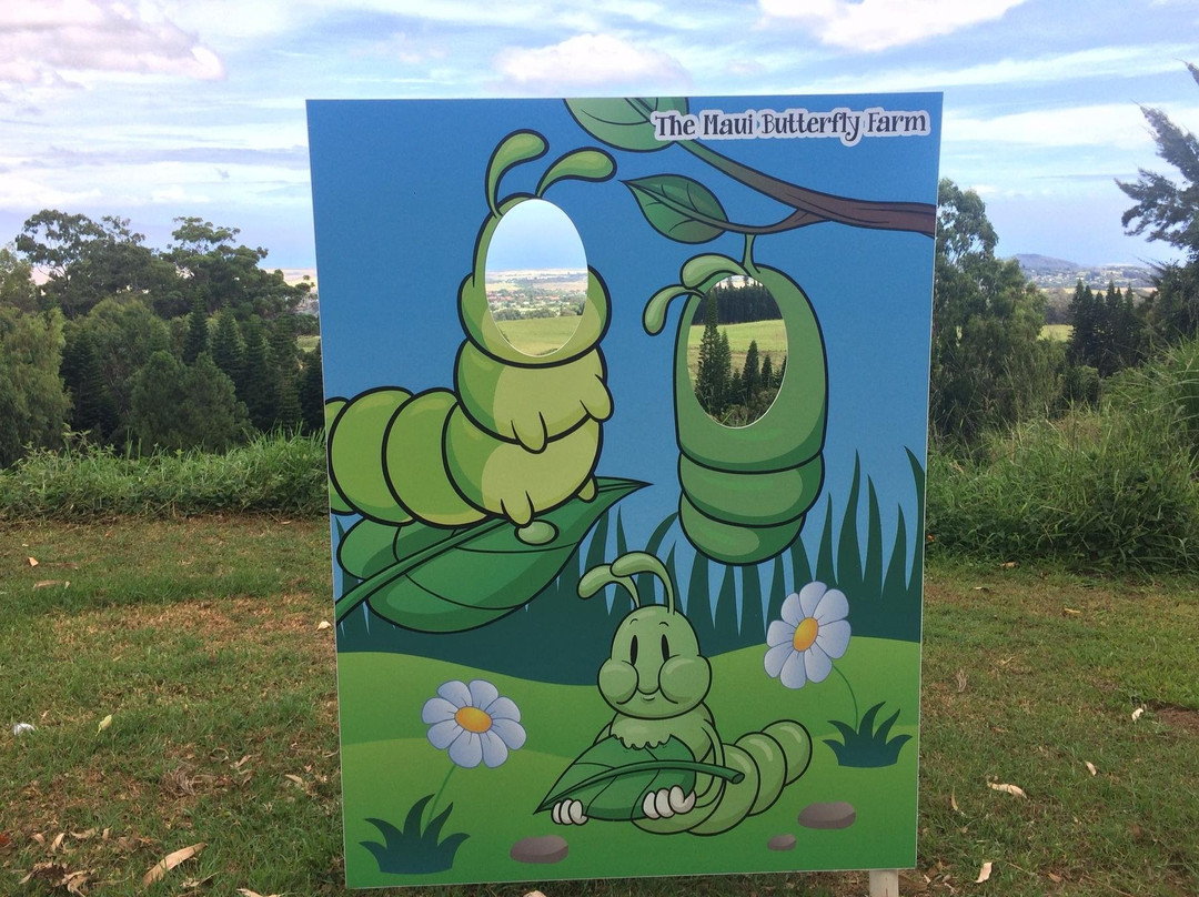 The Maui Butterfly Farm-拉海纳必去景点