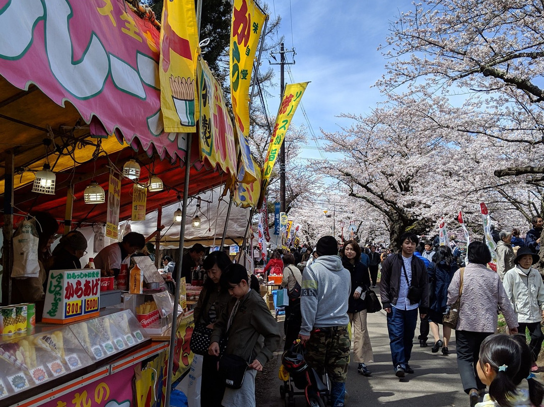 Sakura Trees Along Kannonji River景点图片