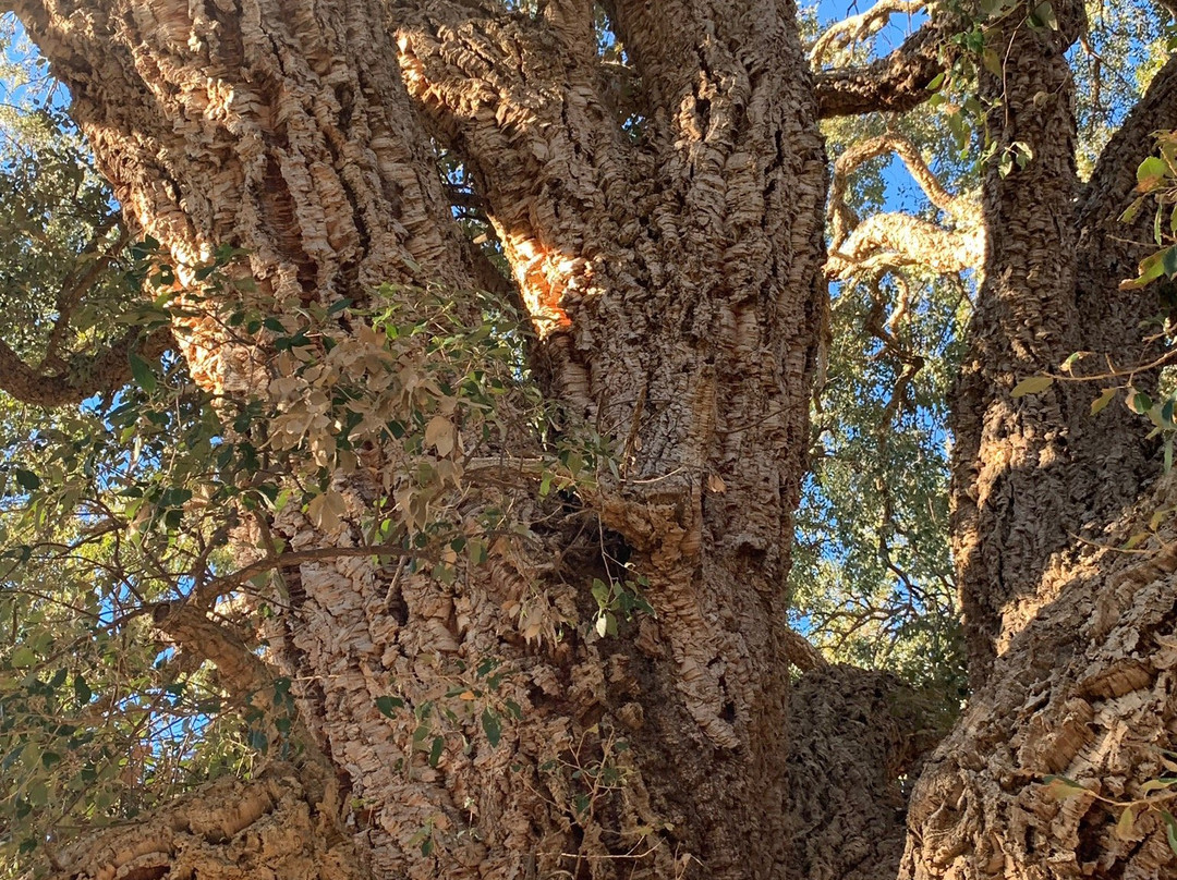 Historic Cork Tree景点图片