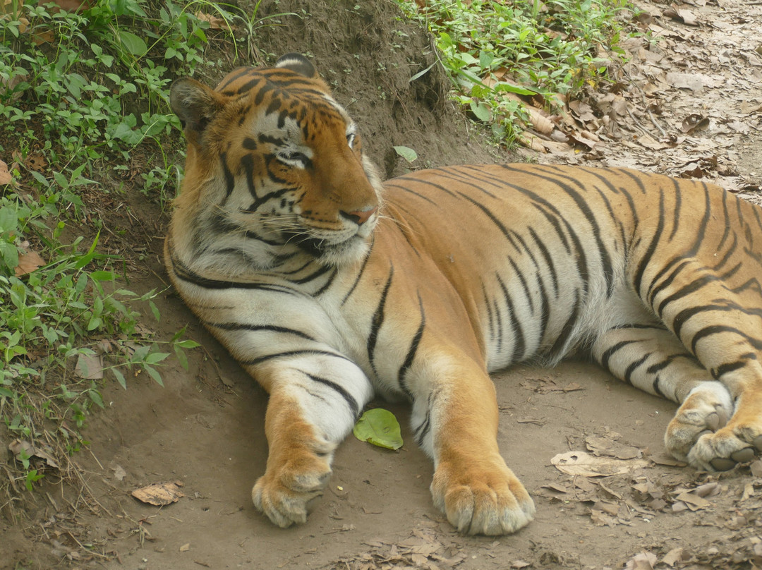 Bengal Safari景点图片