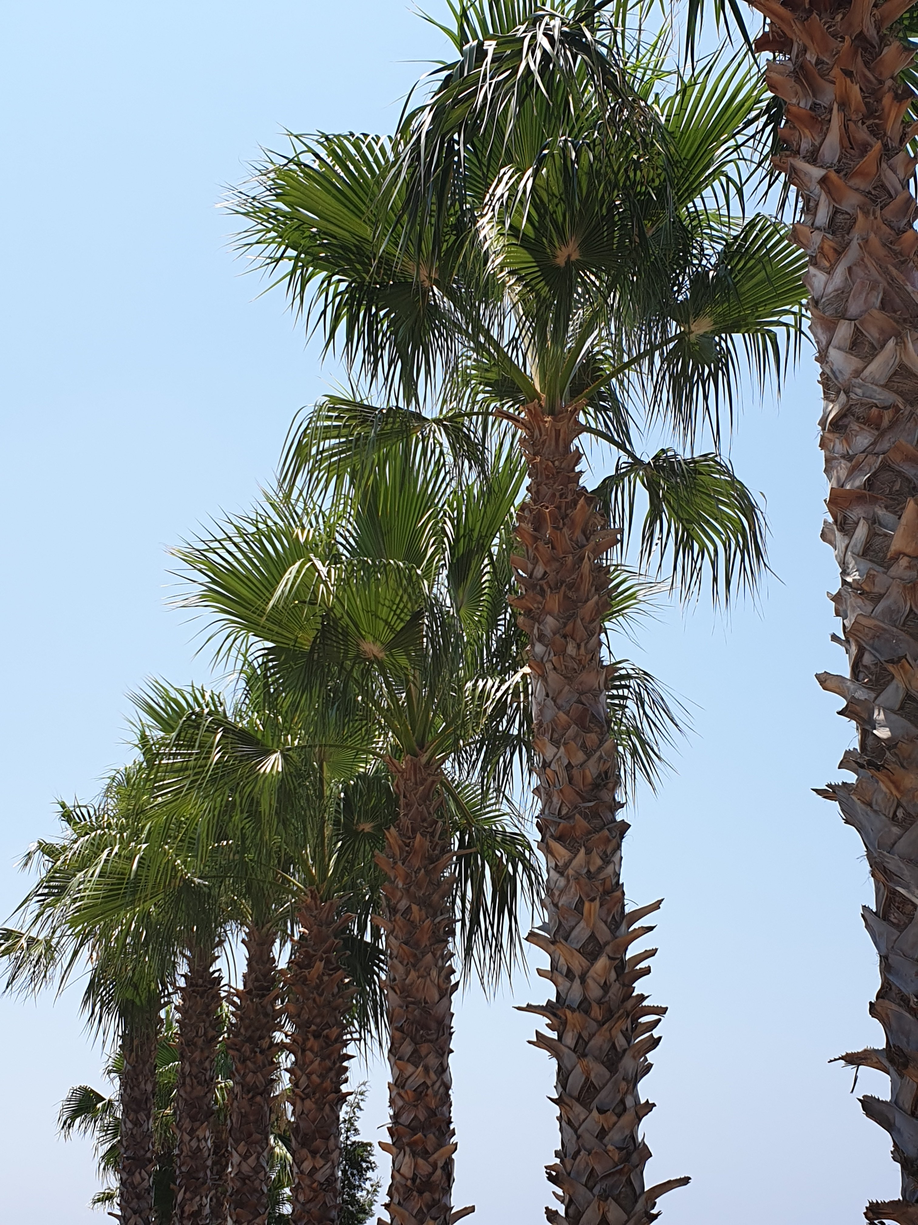 Side Crown Serenity All Inclusive-portrait