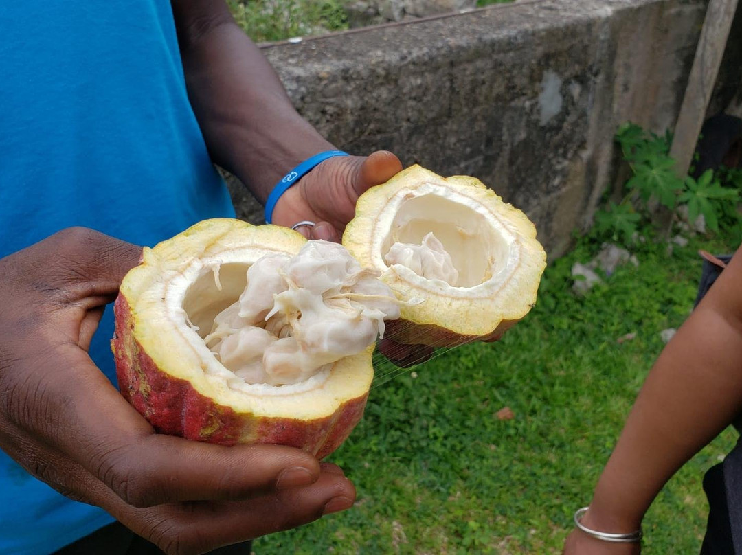 Grenada Exotic Tours-St. George's必去景点