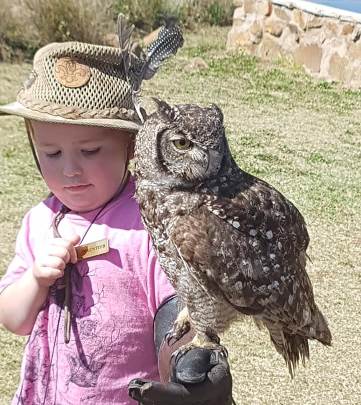 Dullstroom Bird of Prey & Rehabilitation Centre-德尔斯特鲁姆必去景点