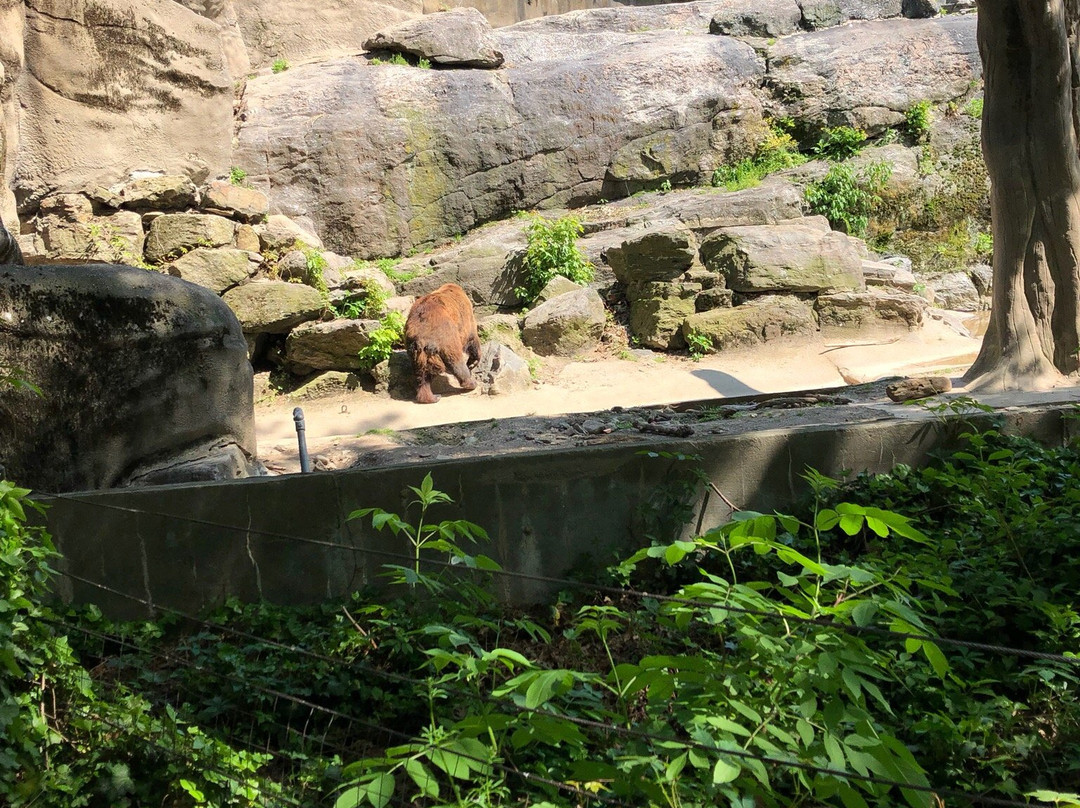 Bronx Zoo景点图片