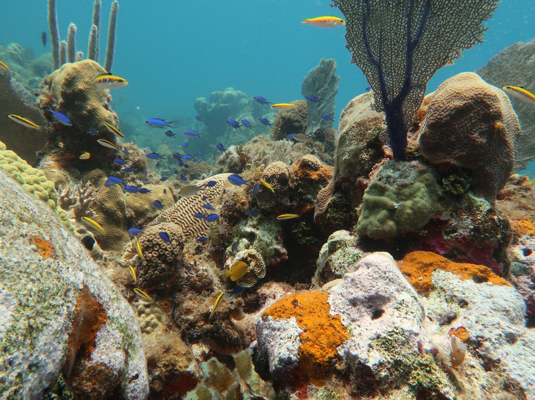 Eco Diving Cuba景点图片