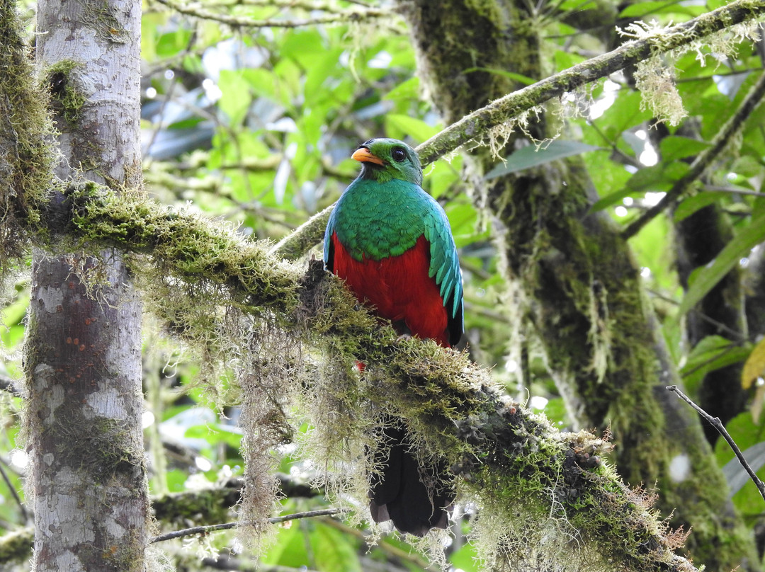 Ecuador Birds Tours-基多必去景点