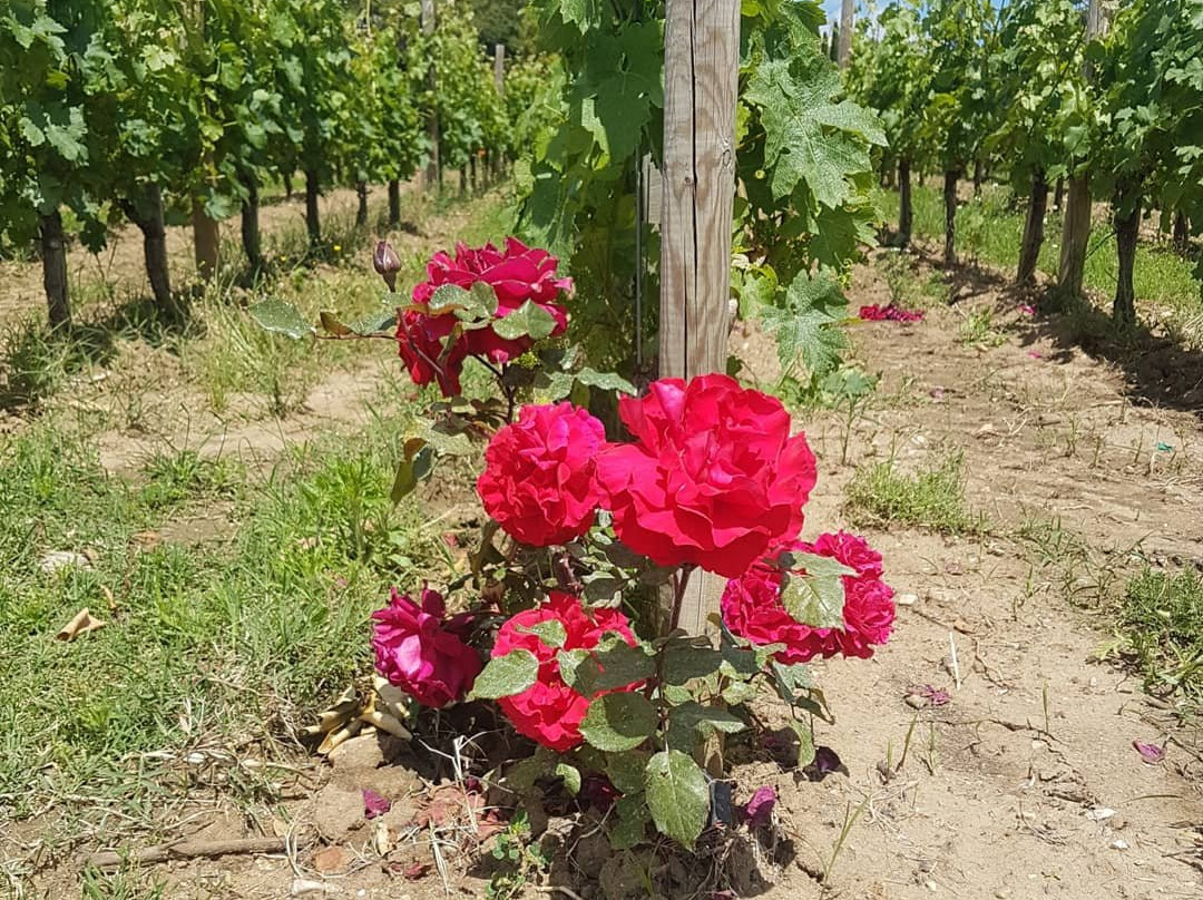 Chateau Pavie-圣埃美隆必去景点