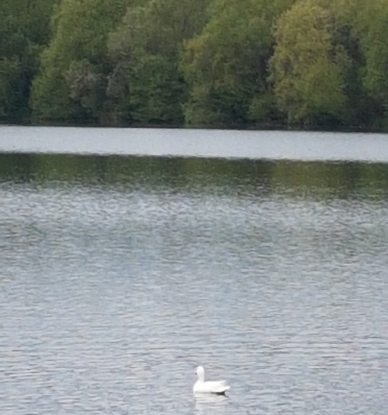 Ducklington Lake景点图片
