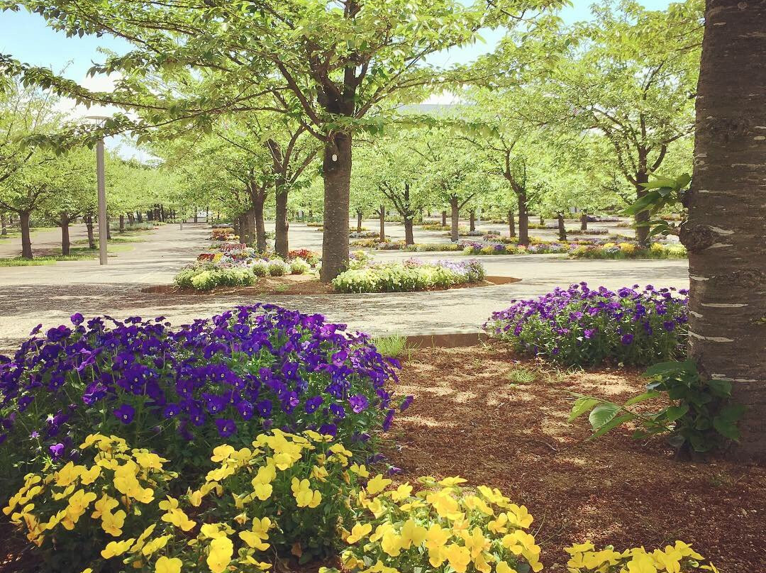 Sakura Hiroba-习志野市必去景点