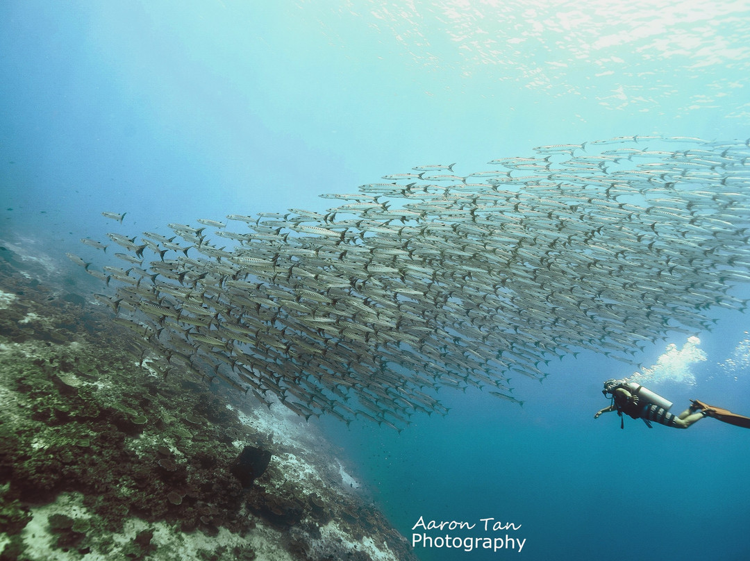 Fisheye Divers景点图片