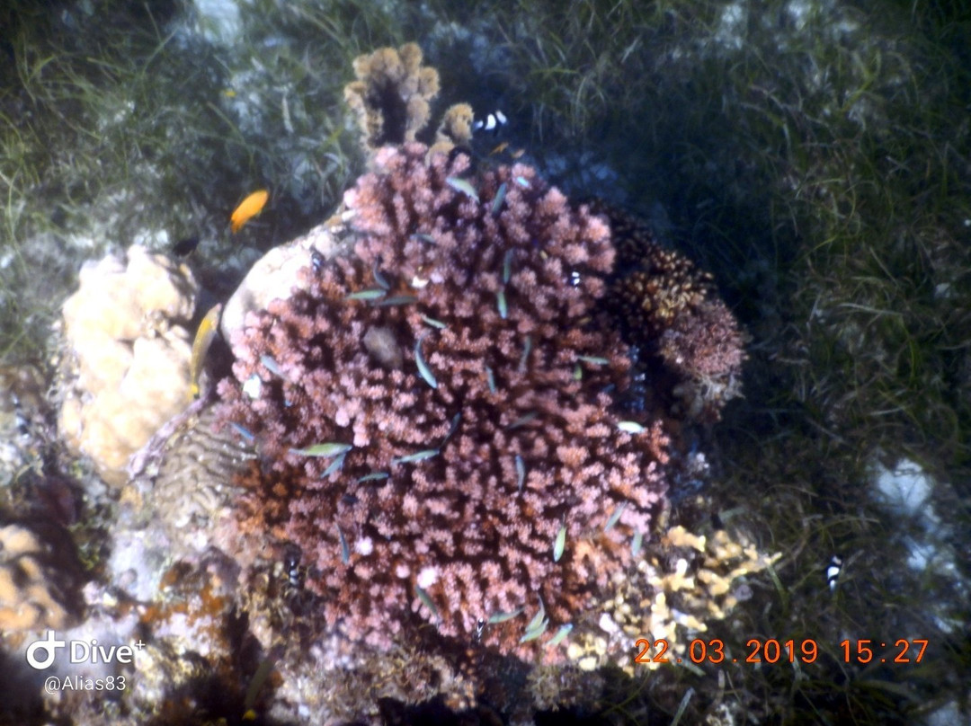 Dive Spot Asia & Brumini Beach Resort主图