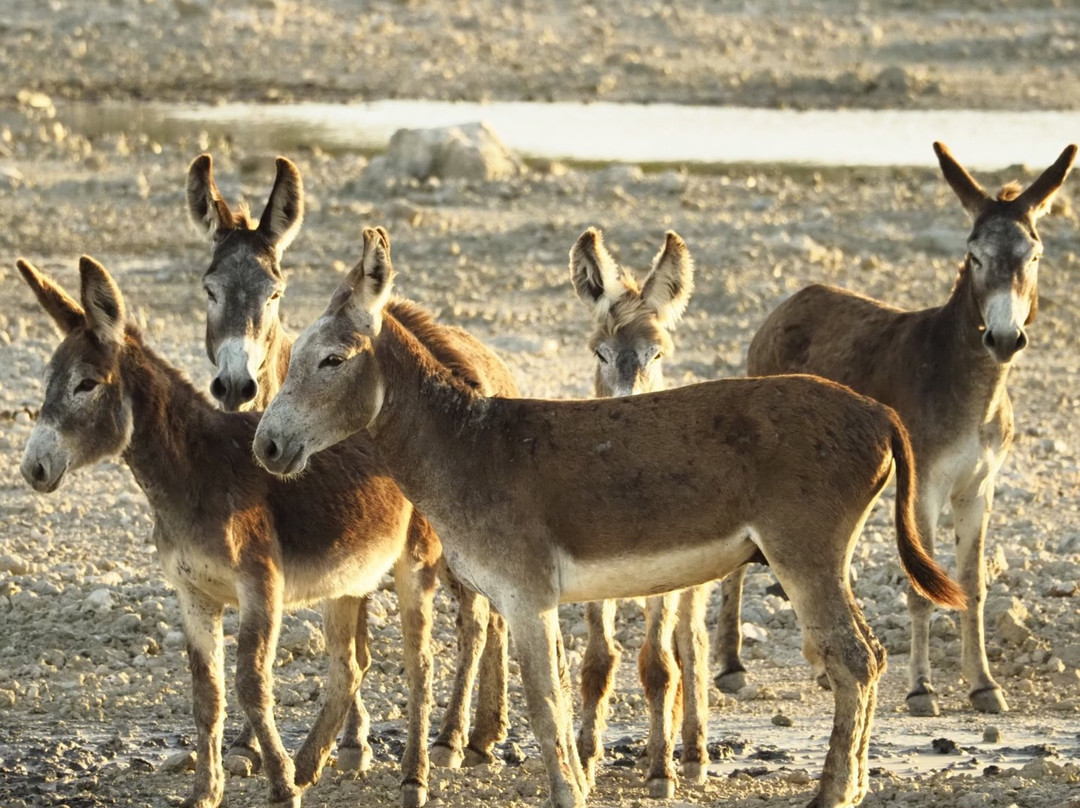 Inagua National Park-Great Inagua Island必去景点