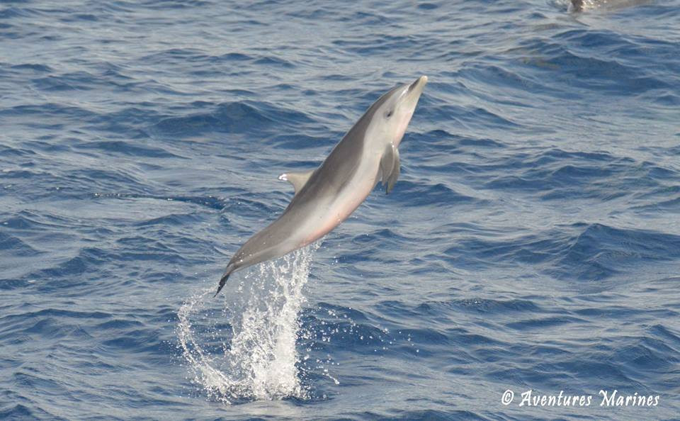 Whale Watching-Gourbeyre必去景点