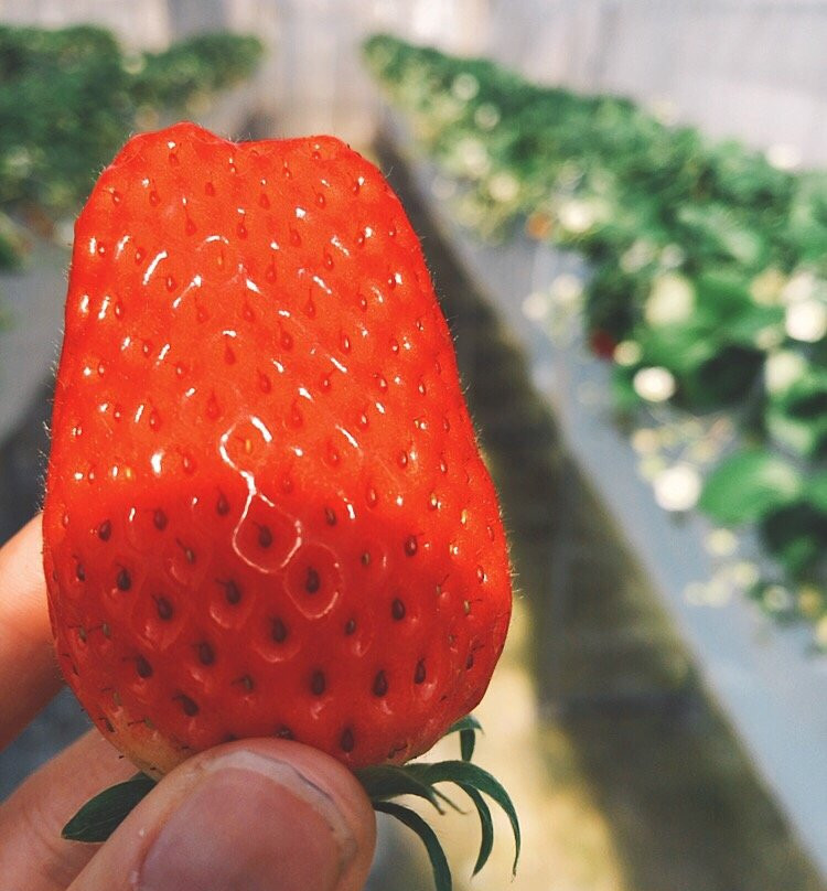Okada Strawberry Farm景点图片