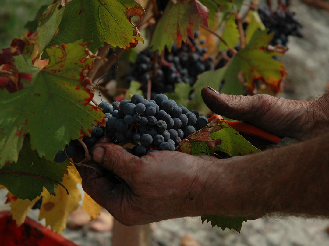 Eraldo Revelli Azienda Agricola景点图片