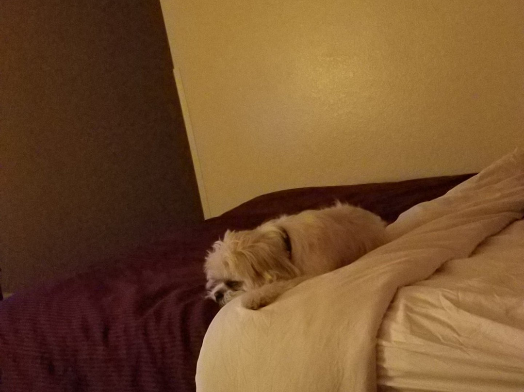 Baymont by Wyndham Crossville主图