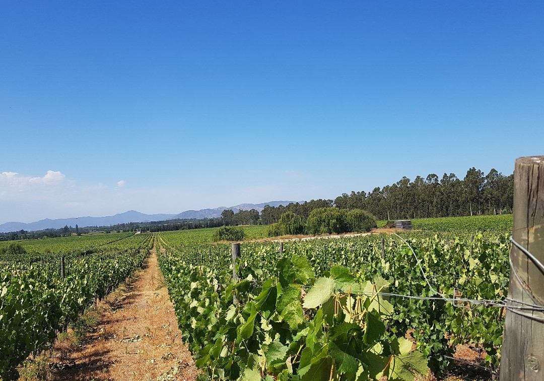 Vina Las Ninas-圣克鲁斯必去景点