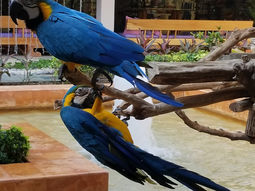 Iberostar Waves Tucán主图