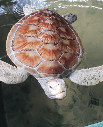 Red Apple Colombo Tours-科伦坡必去景点