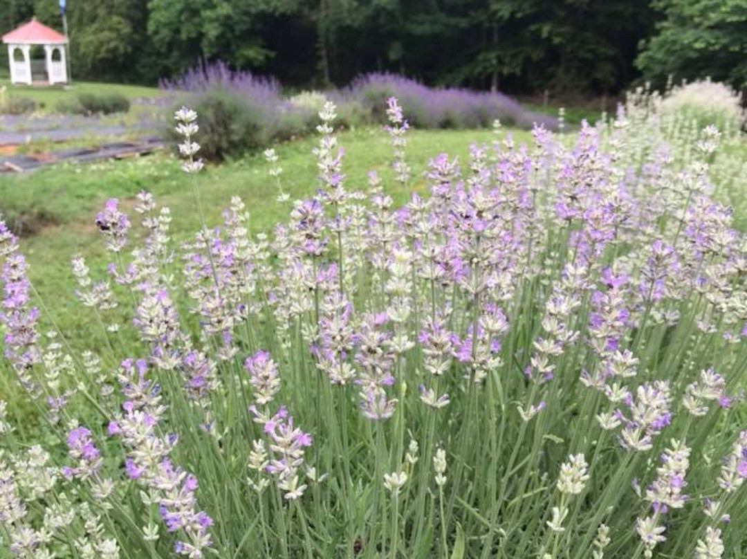 Red Oak Lavender Farm-达洛尼加必去景点