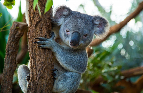 Sydney Secret Sights-悉尼必去景点