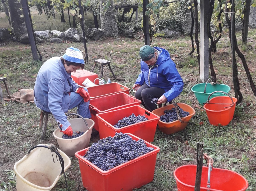 Cantina Produttori Nebbiolo di Carema景点图片