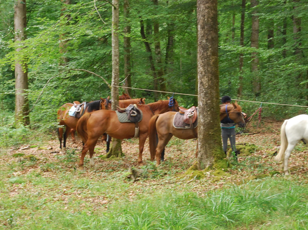 Le Centre Equestre de Sainte Gauburge景点图片