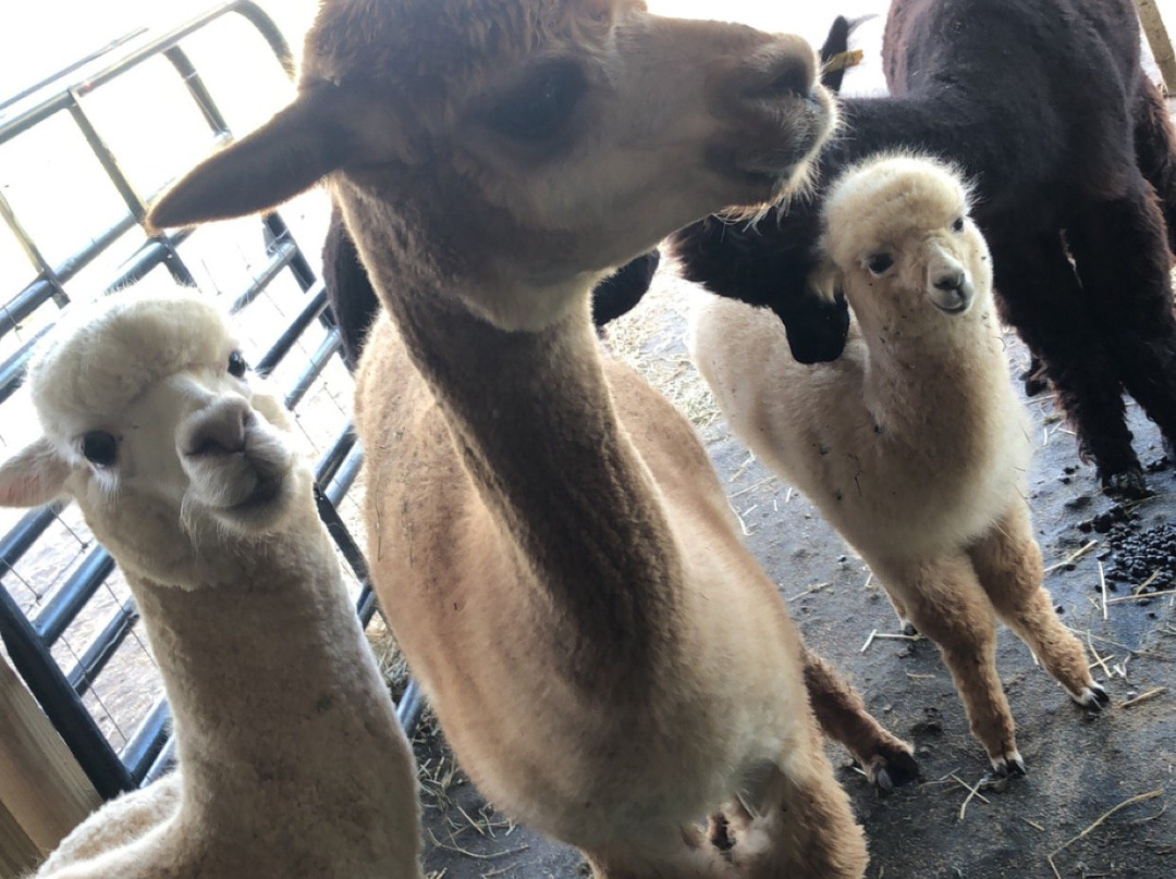 Shaw Farms-纽南必去景点