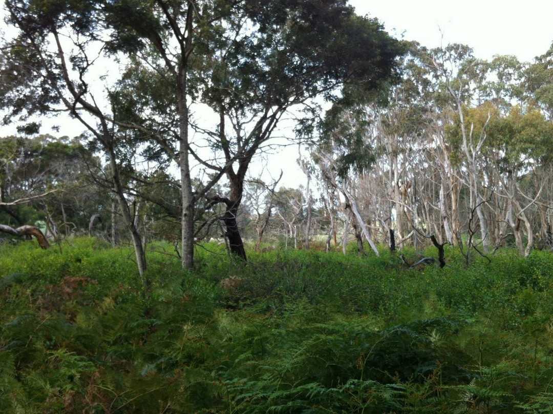 F Oswin Robert Koala Reserve-菲利普岛必去景点