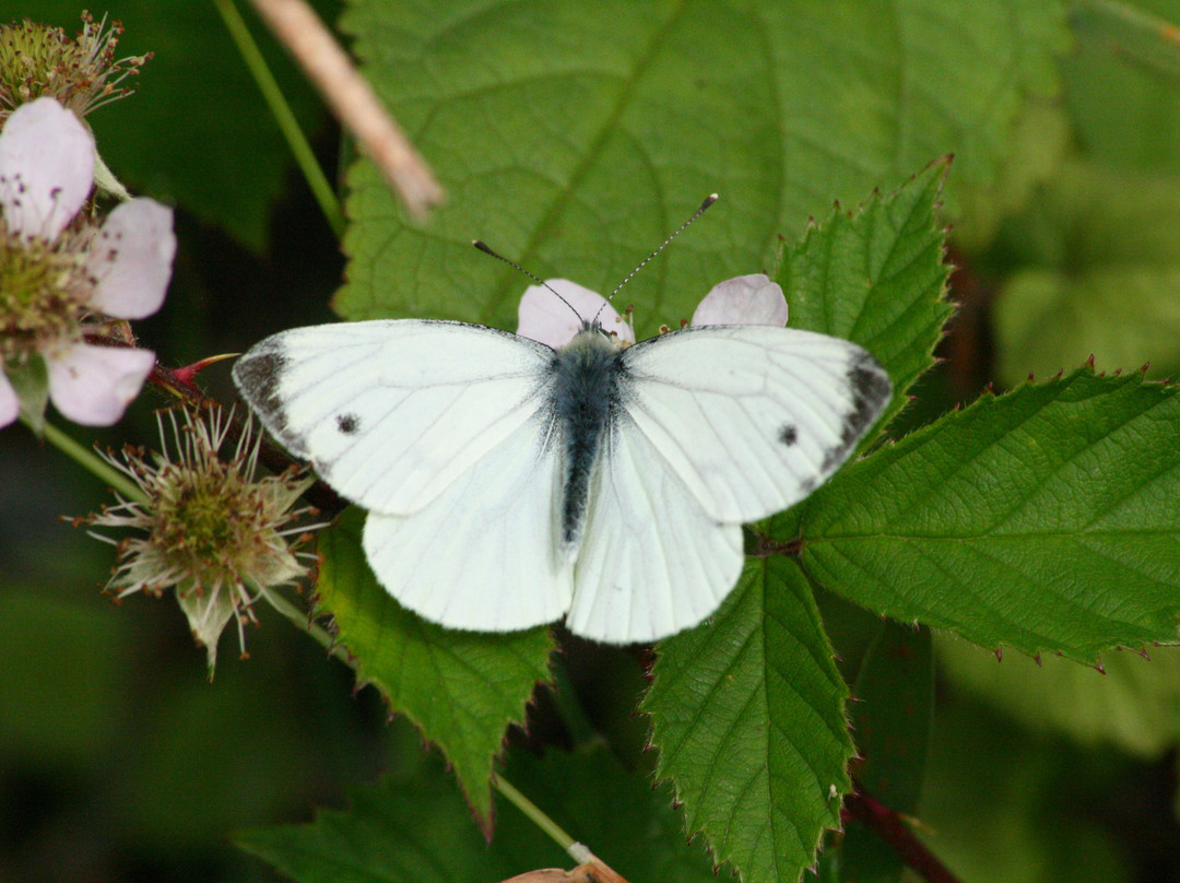 Torwood House Fisherys-Glenluce必去景点