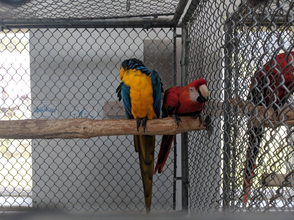 Parrot Island - Exotic Bird Sanctuary景点图片