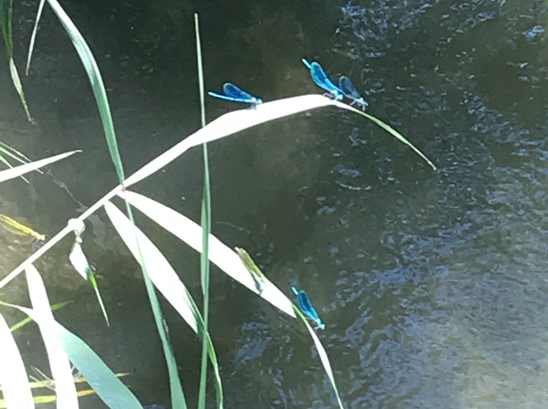 Centro Ippico Duca Dell'Adua-Robecco sul Naviglio必去景点