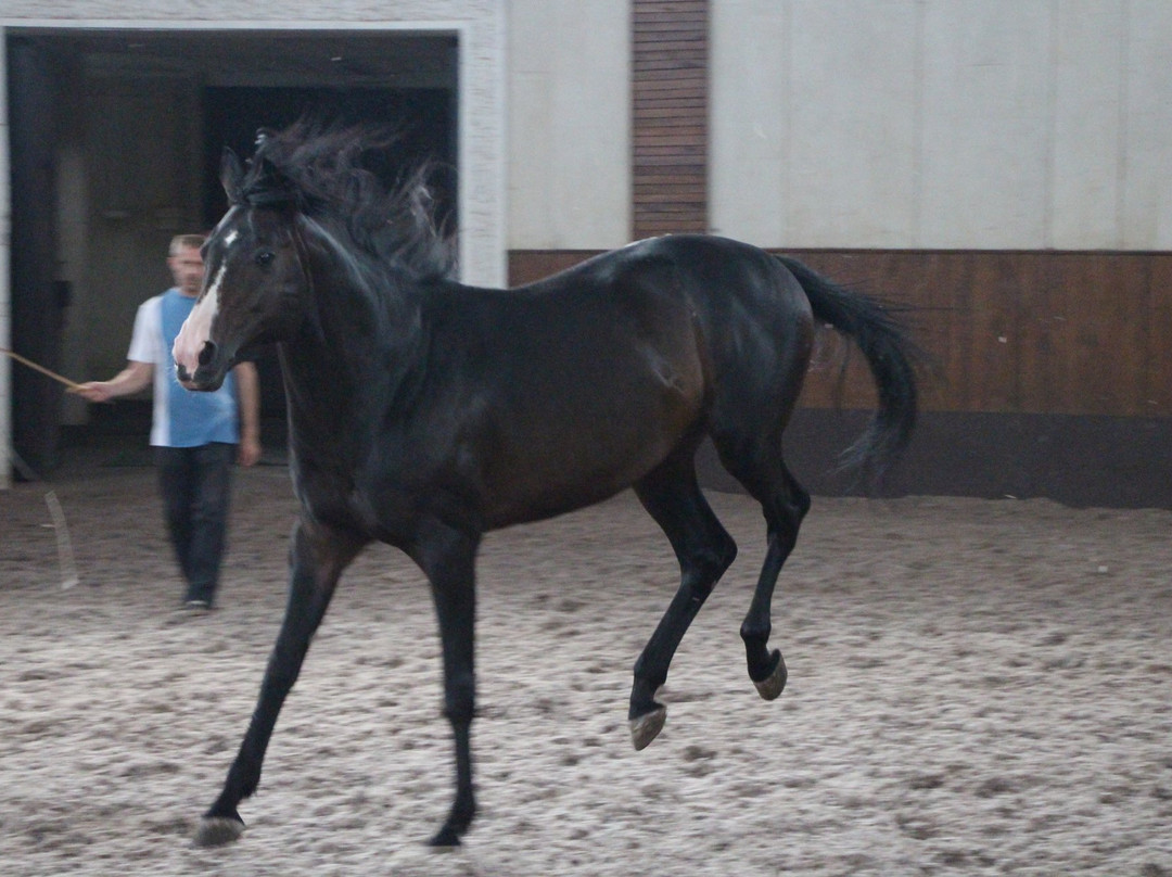 Terskiy Horse Ranch景点图片