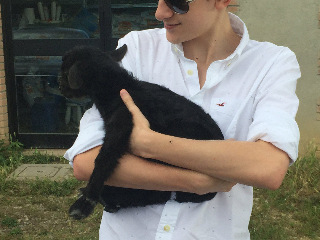 Chianti Cashmere Goat Farm-拉达因基安蒂必去景点