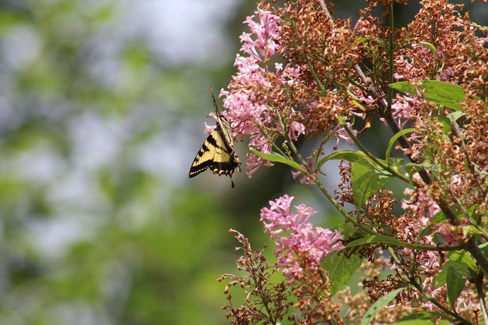 Burnaby Lake-本那比必去景点