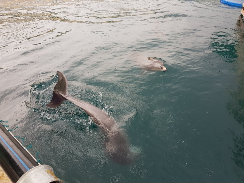 Onmega Dolphin Therapy & Activity Center景点图片