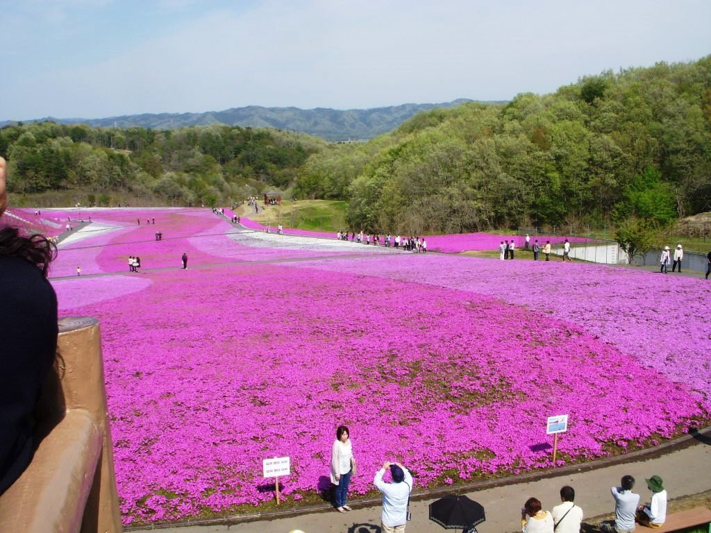 Ichikaimachi Shibazakura Park-市贝町必去景点