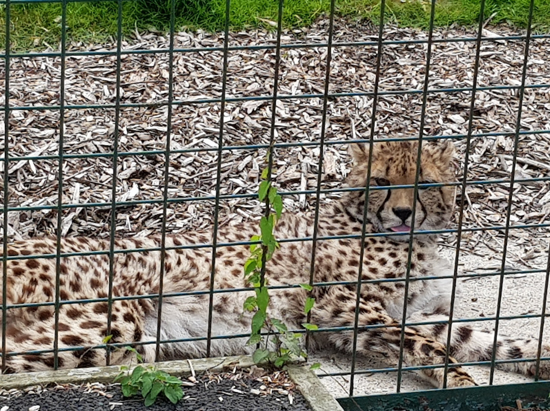 The Big Cat Sanctuary景点图片