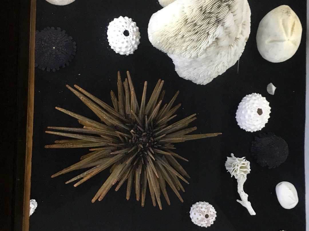 Musée du Coquillage-贝尔欧布莱必去景点