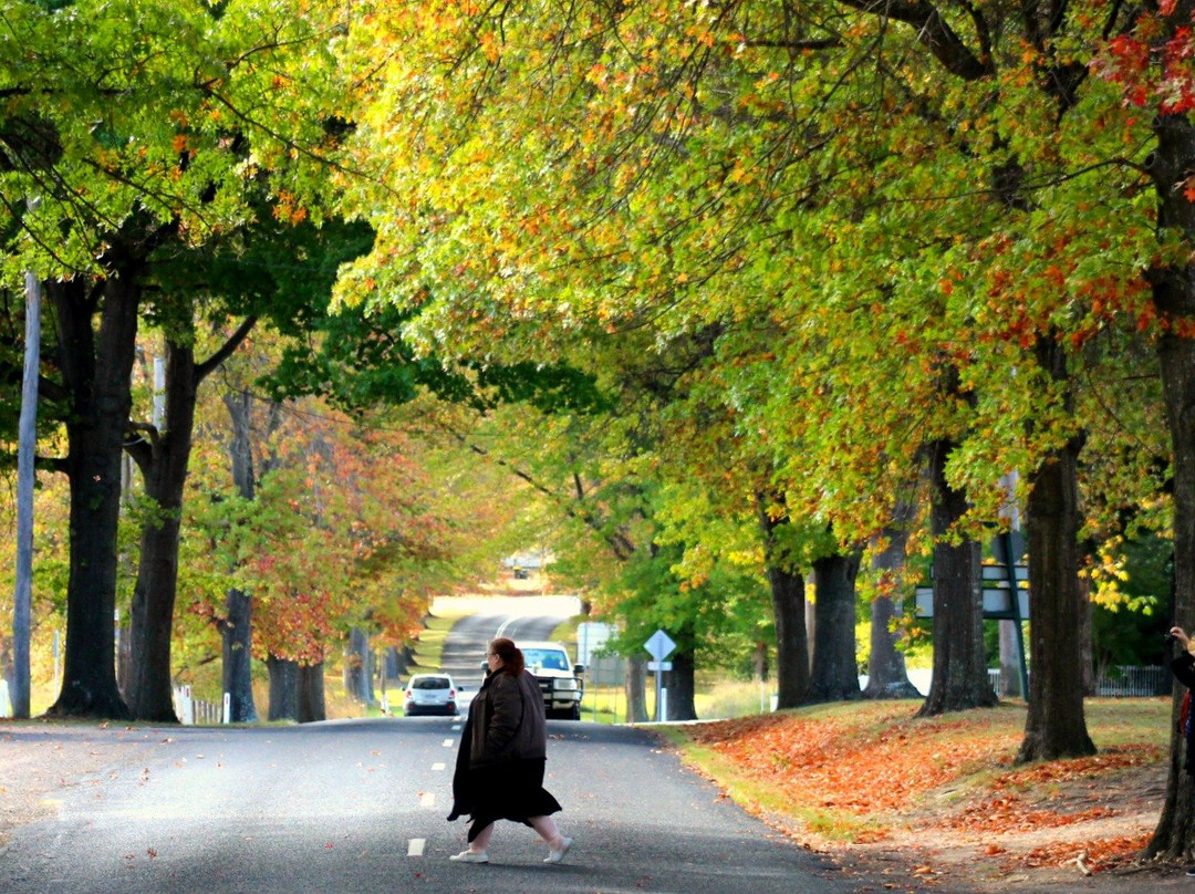 Tally Ho Motor Inn主图