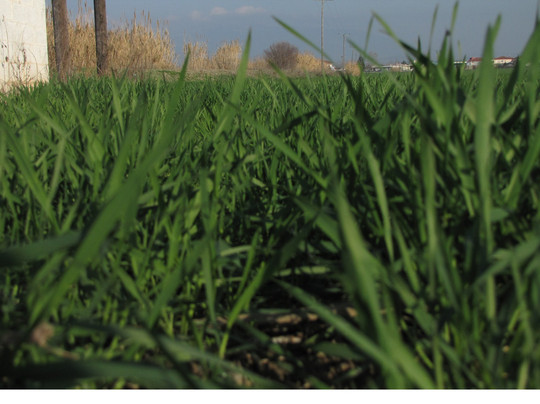 Fallani旅游攻略图片