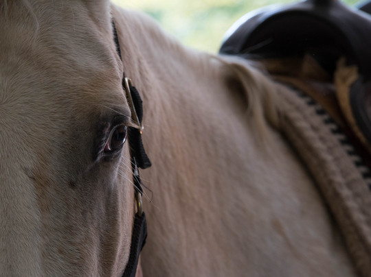 Farm Volk-Vremski Britof必去景点