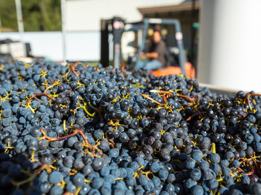 Notre Vue Estate Winery & Vineyards景点图片