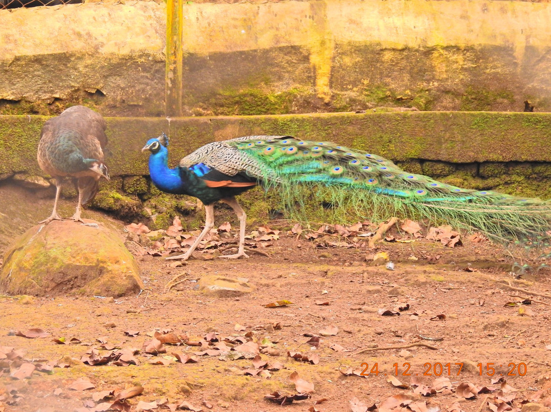 Deer Park-亚尔考德必去景点